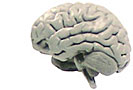 SmartTouch brain image