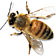 hone bee